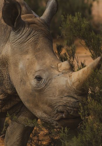 Обои 1668x2388 носорог, Африка