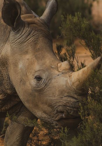 Обои 1640x2360 носорог, Африка