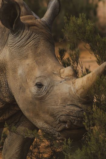Обои 640x960 носорог, Африка