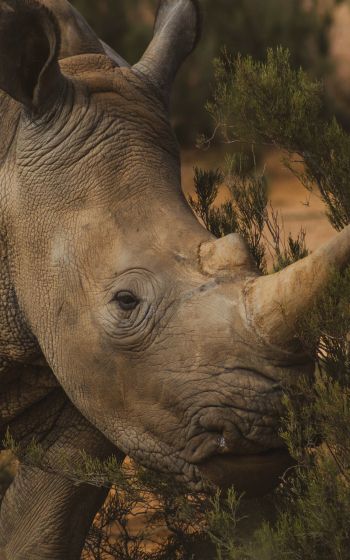 Обои 800x1280 носорог, Африка