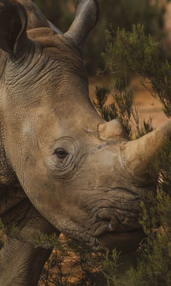 rhinoceros, africa Wallpaper 1200x2000