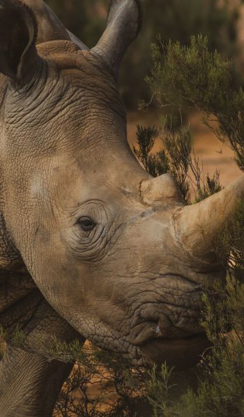 Обои 600x1024 носорог, Африка