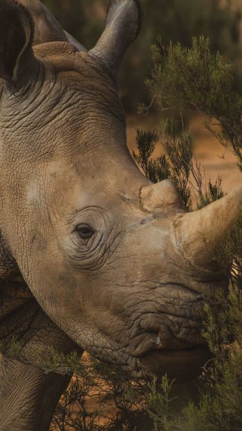 Обои 640x1136 носорог, Африка