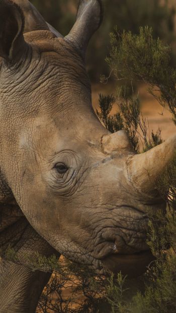 Обои 750x1334 носорог, Африка