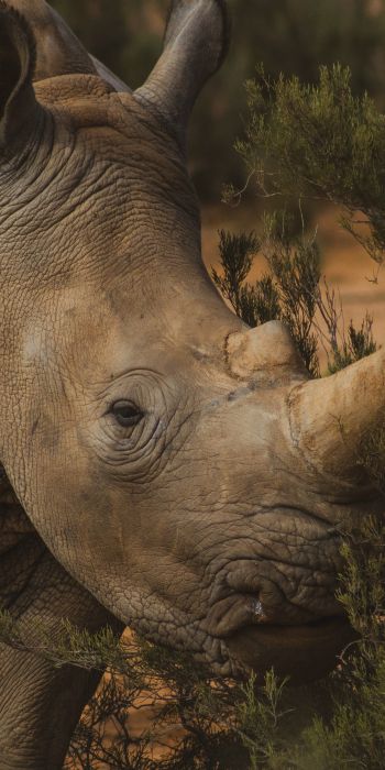 rhinoceros, africa Wallpaper 720x1440