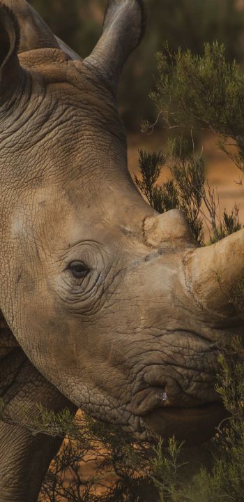 Обои 1080x2220 носорог, Африка