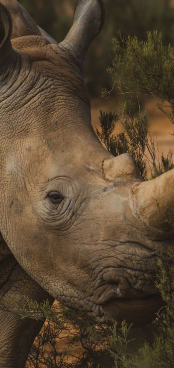 Обои 1080x2280 носорог, Африка