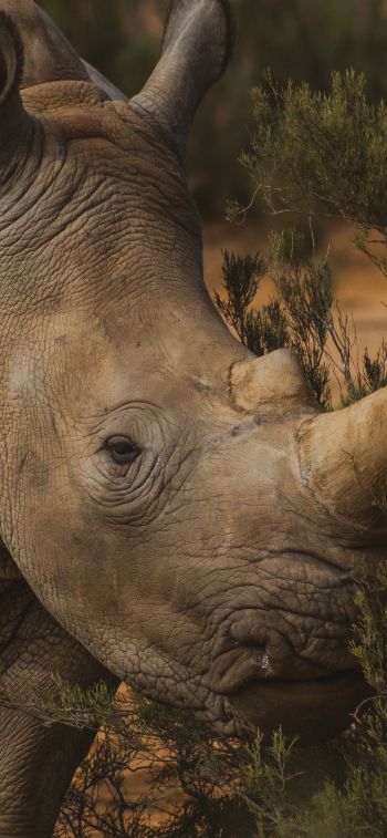 Обои 1125x2436 носорог, Африка