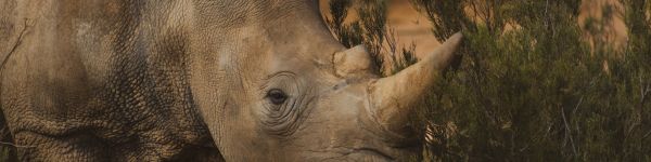 Обои 1590x400 носорог, Африка