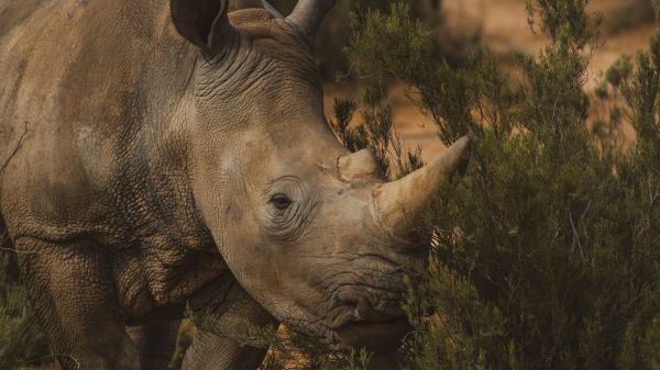 Обои 1600x900 носорог, Африка