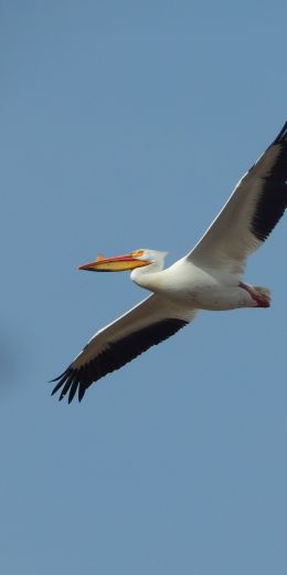 pelican, flying bird Wallpaper 720x1440