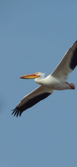 pelican, flying bird Wallpaper 828x1792