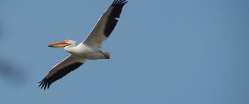 pelican, flying bird Wallpaper 2560x1080