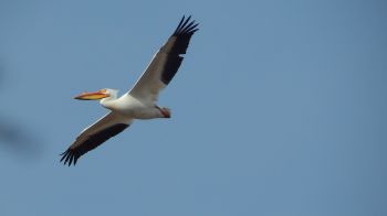 pelican, flying bird Wallpaper 2048x1152