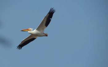 pelican, flying bird Wallpaper 2560x1600