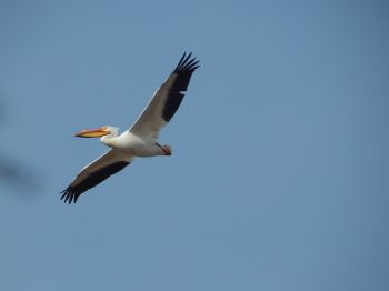 pelican, flying bird Wallpaper 1024x768