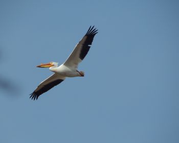 Обои 1280x1024 пеликан, летающая птица