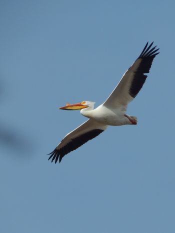 pelican, flying bird Wallpaper 1668x2224