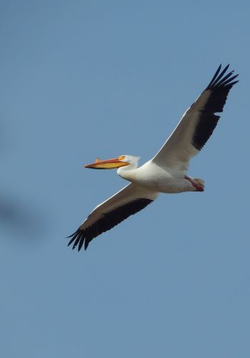 pelican, flying bird Wallpaper 1668x2388