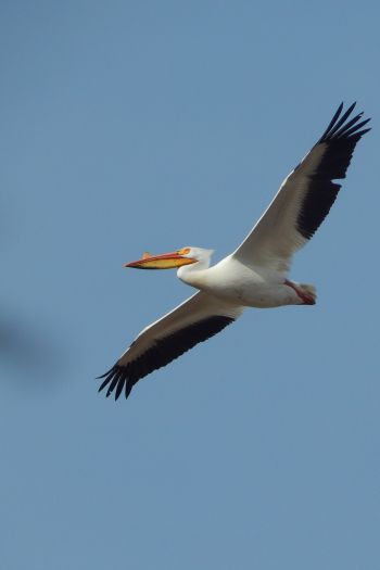 pelican, flying bird Wallpaper 640x960