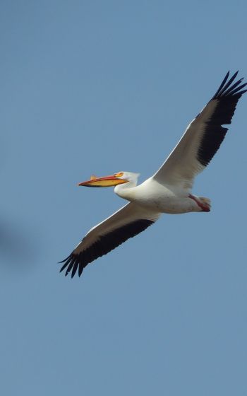 pelican, flying bird Wallpaper 1200x1920