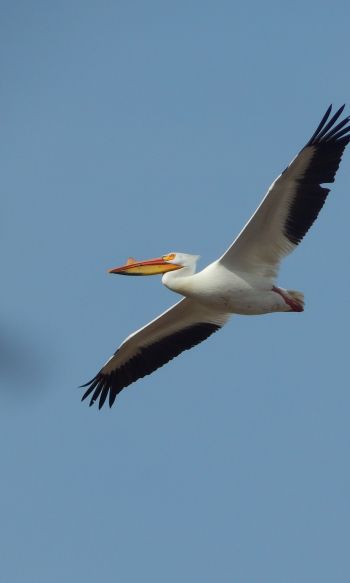 pelican, flying bird Wallpaper 1200x2000
