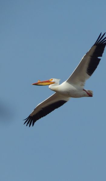 pelican, flying bird Wallpaper 600x1024