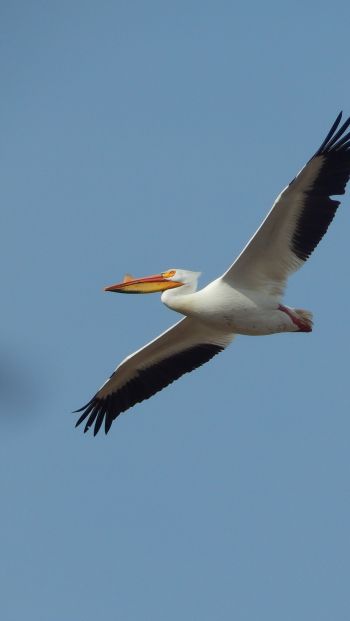pelican, flying bird Wallpaper 640x1136