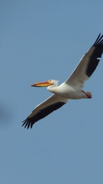pelican, flying bird Wallpaper 1080x1920