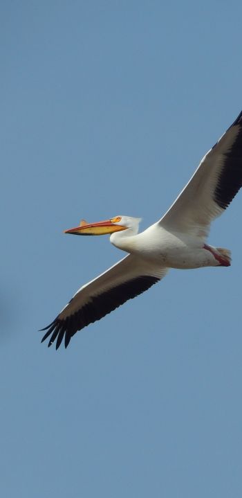 pelican, flying bird Wallpaper 1080x2220
