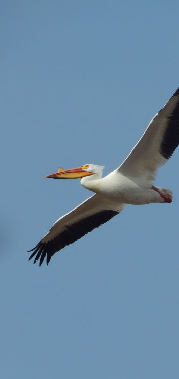 pelican, flying bird Wallpaper 1080x2280