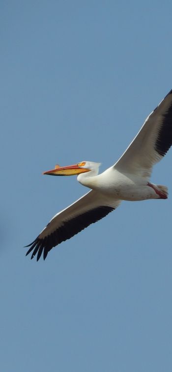 pelican, flying bird Wallpaper 1125x2436