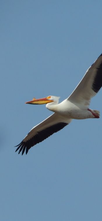 pelican, flying bird Wallpaper 1080x2340