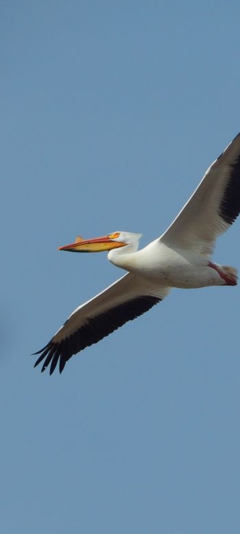 pelican, flying bird Wallpaper 1080x2400