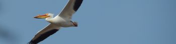 Обои 1590x400 пеликан, летающая птица