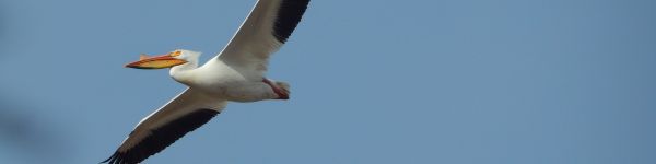 pelican, flying bird Wallpaper 1590x400