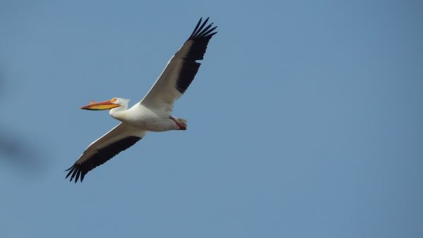 pelican, flying bird Wallpaper 1366x768