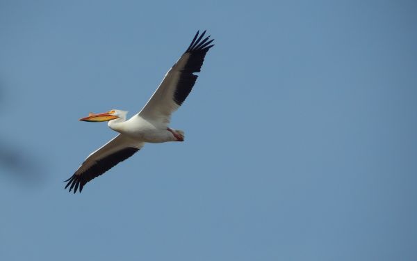 pelican, flying bird Wallpaper 1920x1200