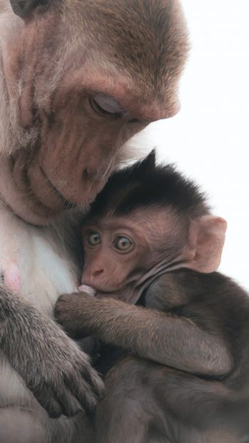 mother and cub Wallpaper 640x1136