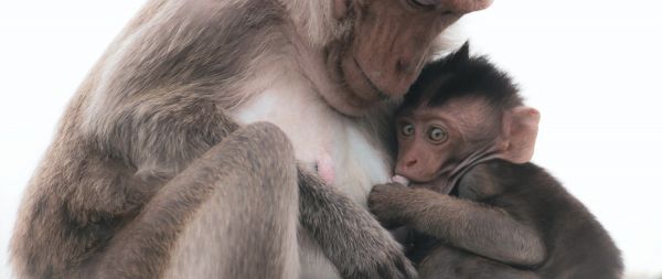 mother and cub Wallpaper 2560x1080