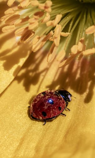 ladybug on a flower Wallpaper 1200x2000