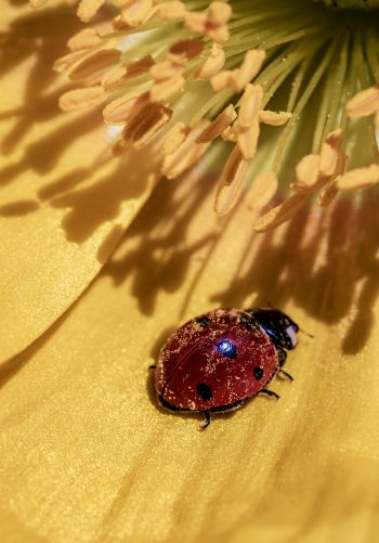 ladybug on a flower Wallpaper 1668x2388