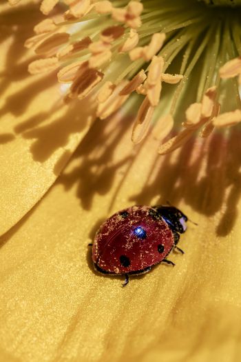 ladybug on a flower Wallpaper 640x960