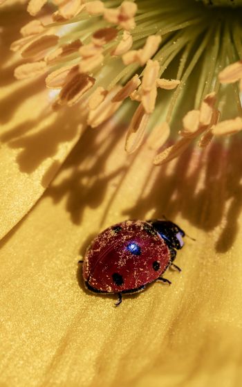 ladybug on a flower Wallpaper 1752x2800