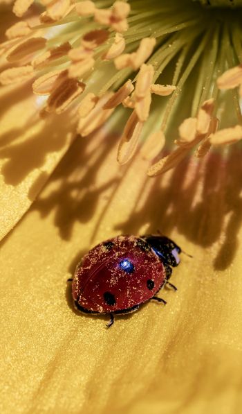 ladybug on a flower Wallpaper 600x1024
