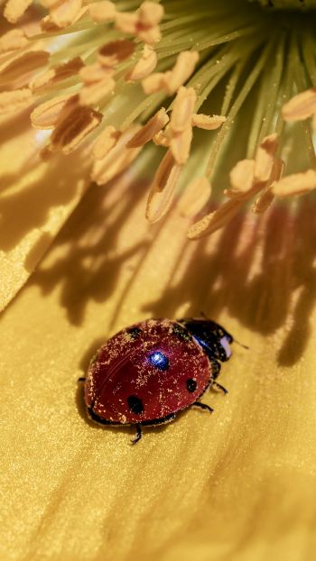 ladybug on a flower Wallpaper 1440x2560