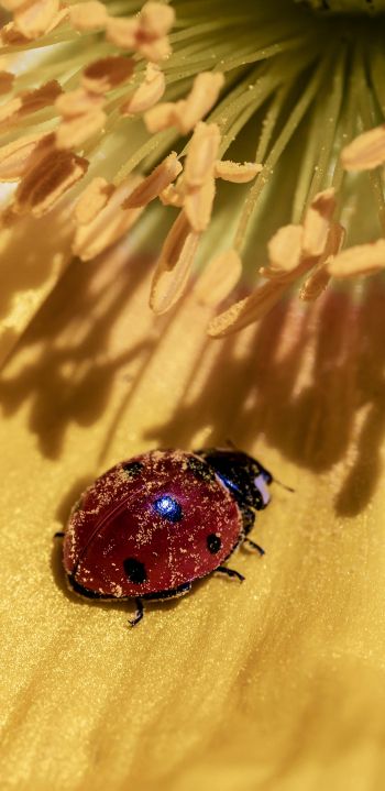 ladybug on a flower Wallpaper 1440x2960