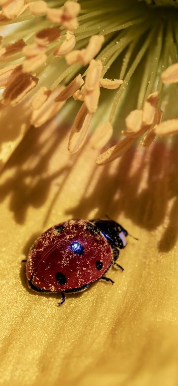ladybug on a flower Wallpaper 828x1792
