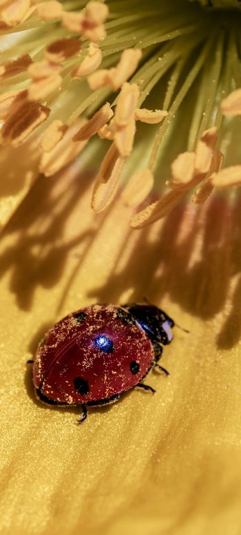 ladybug on a flower Wallpaper 720x1600