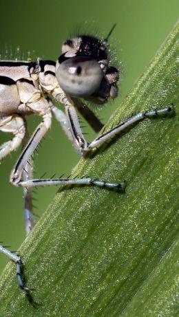 fly girl, insect Wallpaper 640x1136